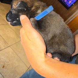 Blue - Mahogany male Belgian Malinois puppy in Saint Amant, Louisiana from Mercy Kennels