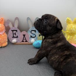 Pandora - Brindle female French Bulldog puppy in Largo, Florida from Infinity Frenchies