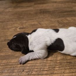 Boy 1 - Liver roan male German Shorthaired Pointer puppy in Troy, North Carolina from Uwharrie GSP