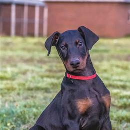 Baldur (Red) - Black and rust male Doberman Pinscher puppy in Shelby, North Carolina from IronBee Dobermans