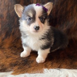 "Purple Female" Pembroke Welsh Corgi Puppies from Cactus Corgis