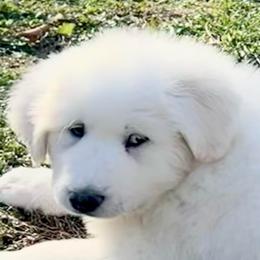 Victoria's Snowflake (LACEY Lt Blue collar female - White female Great Pyrenees puppy in Fair Grove, Missouri from Allen Wags & Woolies