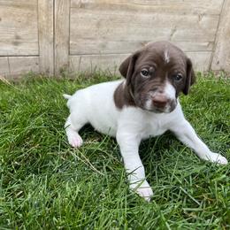German Shorthaired Pointer Puppies from Chasing Kaya GSP Breeder