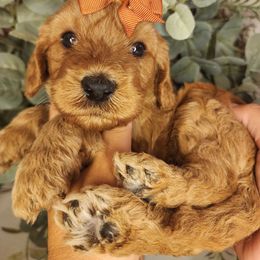 Cupcake - Blenheim female Cavapoo puppy in Roseville, California from Heavenly Goldendoodles