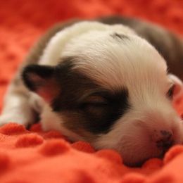 Pembroke Welsh Corgi Puppies from Tri-Star Stock Farm