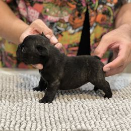 French Bulldog Puppies from Desert Madness Frenchies