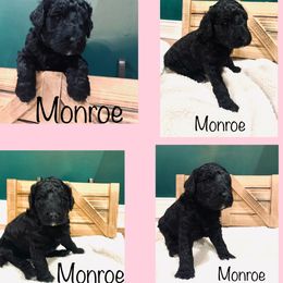 Goldendoodle Puppies from Cruella’s Doodles