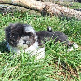 Blue and white girl - Blue and white female Shihpoo puppy in Newark, Ohio from Gemini Kennels