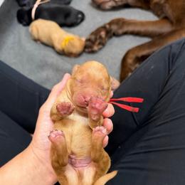 Copper Red Collar - Yellow male Labrador Retriever puppy in Elloree, South Carolina from Moonlight Kennels LLC