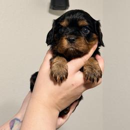 Gregory - Black and tan male Cavalier King Charles Spaniel puppy in Sterling, Colorado from Cavalier Companions CO.