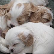 Cavatons from Lakeshore Cavatons