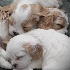 Cavatons from Lakeshore Cavatons