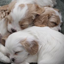 Cavatons from Lakeshore Cavatons