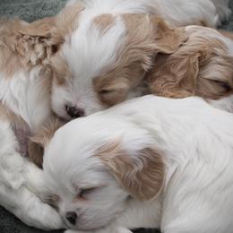 Cavatons from Lakeshore Cavatons