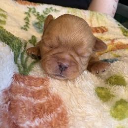 Zelda - Red female Brussels Griffon puppy in Ogden, Utah from Shelly's Brussels Griffons