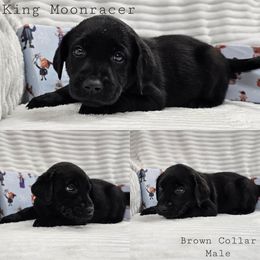 King Moonracer - Black male Labrador Retriever puppy in Boyd, Minnesota from Lindley Labradors