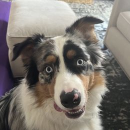 Georgie - Australian Shepherd