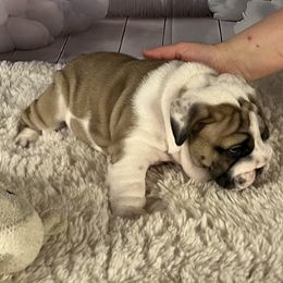 Bulldog Puppies from Sweet Rolls