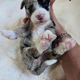 Girl 2 - Merle female Bernedoodle puppy in Galt, Missouri from Only Doodles!