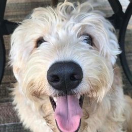 Goldendoodle All Grown Up from Southern Coast Goldendoodles