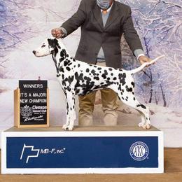 Danny - Dalmatian