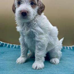 Mimosa - Parti female Goldendoodle puppy in Hendersonville, North Carolina from Kim's Cove