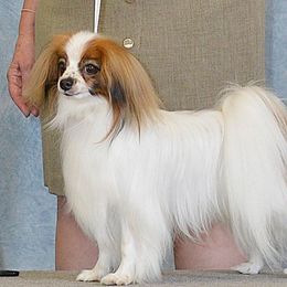 Chip - Papillon