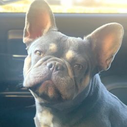 Coco - French Bulldog