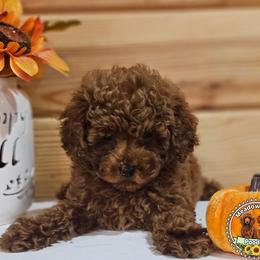 Cooper - Red  male Poodle puppy in Salem, Missouri from Meadowbrook Poodles