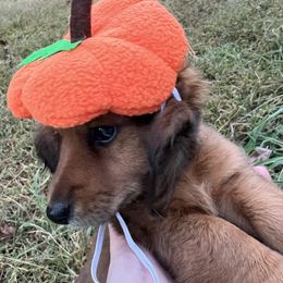 Kermit (Green Male) - Dachshund puppy in Washington, Georgia from Lizard Lick Longhair Dachshunds