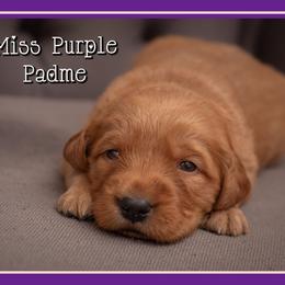 Padme - Dark golden female Golden Retriever puppy in Driggs, Idaho from SK Golden Retrievers