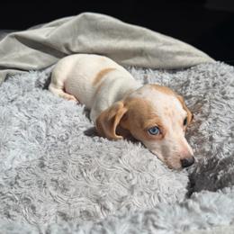 Bonnie - AKC - Piebald female Dachshund puppy in Englewood, Florida from Dach of Doxies