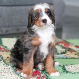 Auger - Merle male Bernedoodle puppy in Dundee, Ohio from Down Home Doodle
