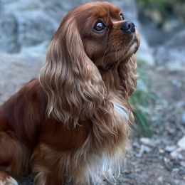 De Matteo - Cavalier King Charles Spaniel