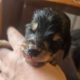John - Black and cream male Dachshund puppy in Bigfork, Minnesota from Long Ears and Long Dogs Ranch
