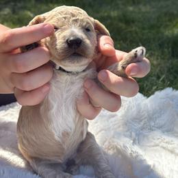 Oakley - Cream female Poodle puppy in Dayton, Washington from Country Sundance Poodles