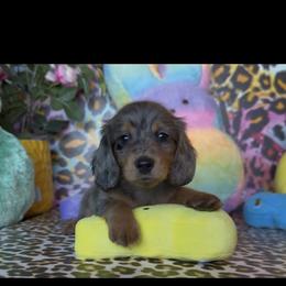 Newt - Dapple male Dachshund puppy in Floresville, Texas from Muddy River Dachshunds