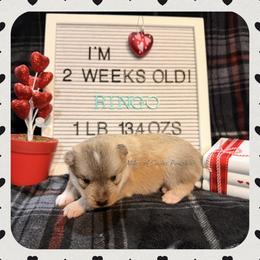 Ringo - Wolf sable male Pomsky puppy in Marshall, Minnesota from Miles of Smiles Pomskies