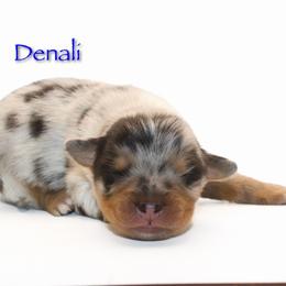 Denali - Blue merle male Australian Shepherd puppy in Coldwater, Michigan from Northern Star Australian Shepherds