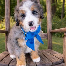 Munchkin - Blue merle male Bernedoodle puppy in Ormond Beach, Florida from Florida Coast Doodles