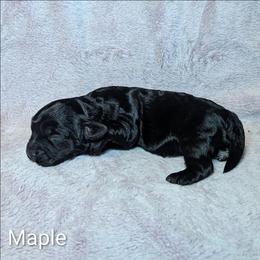 Maple - Brown female Cockapoo puppy in Sunset, Louisiana from Cano Cockapoos