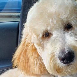 Goldendoodles from Princess Doodles