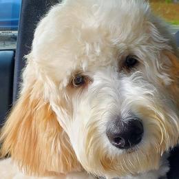 Goldendoodles from Princess Doodles