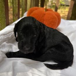 Lizzy - Black female Labradoodle puppy in Watertown, Tennessee from PawfectBud