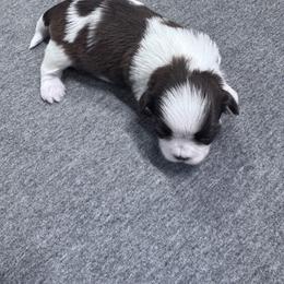 Sundae - Liver and white male Shih Tzu puppy in Toccoa, Georgia from Shorkie & Shih Tzu Haven