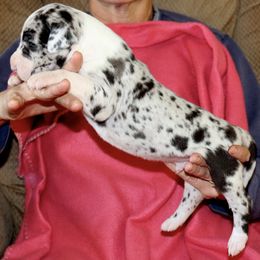 Great Dane Puppies from Boulder View Danes