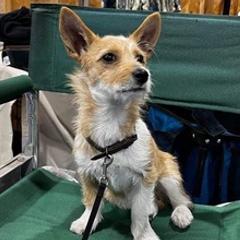 Portuguese Podengo Pequenos from Prestwick