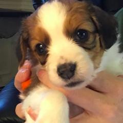 Irish Water Spaniel and Nederlandse Kooikerhondje Puppies from Madcap