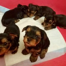 Yorkshire Terrier Puppies from Angela Coleman