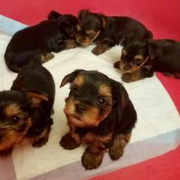 Yorkshire Terrier Puppies from Angela Coleman